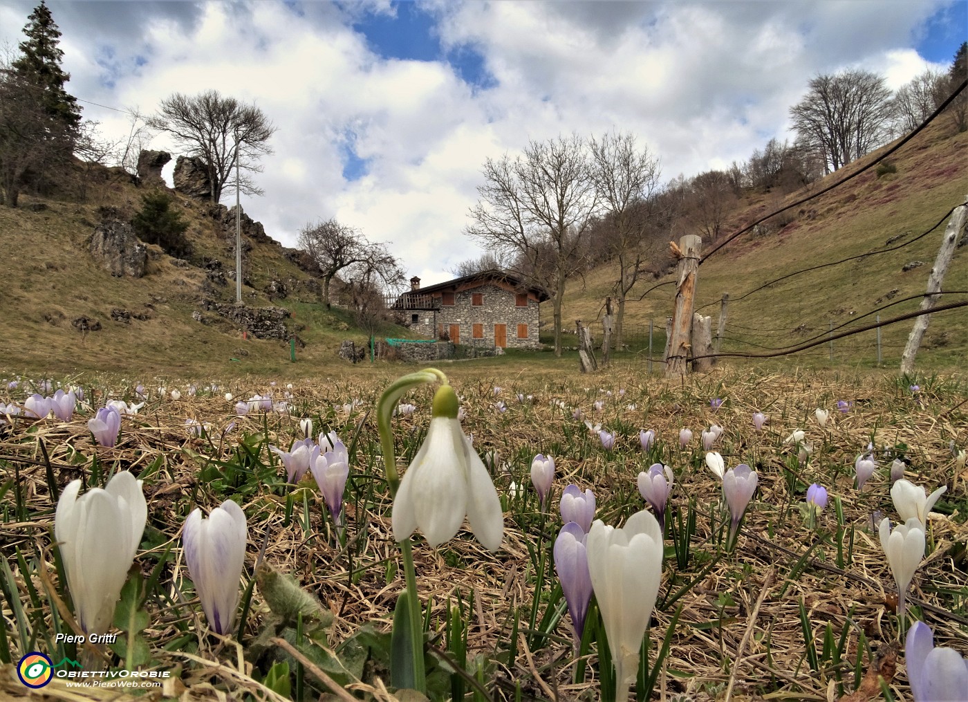 53 Bucaneve (Galanthus nivalis) e crocus primaverili (Crocus vernus).JPG